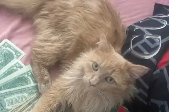 Lost Cat: Booty Missing in Columbia Heights - photo