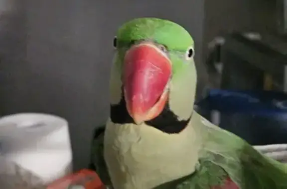 Lost pets Adelaide, photo: Lost Tame Talking Bird in Adelaide