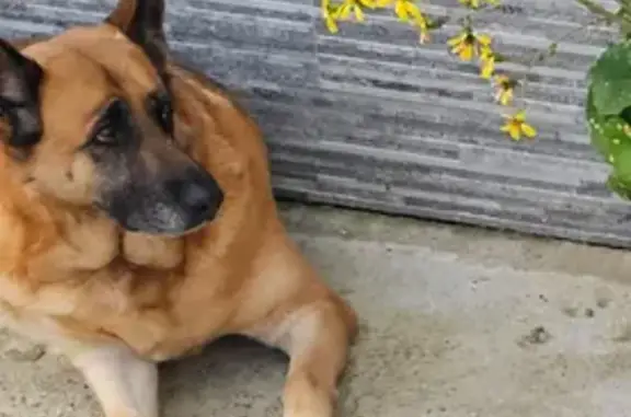 Perra Perdida en Algeciras: Marrón y Negra