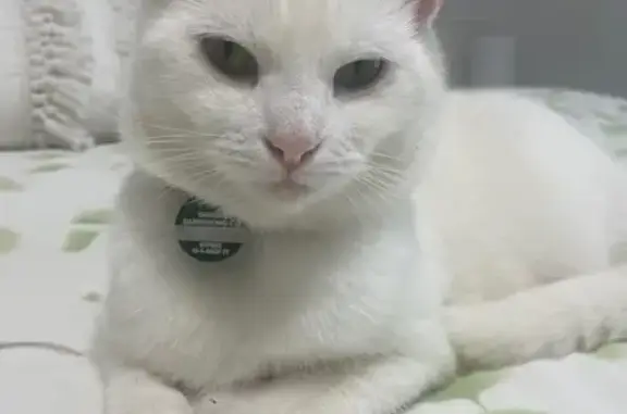 Lost pets Greater Dandenong, photo: Missing Petite White Cat in Dandenong