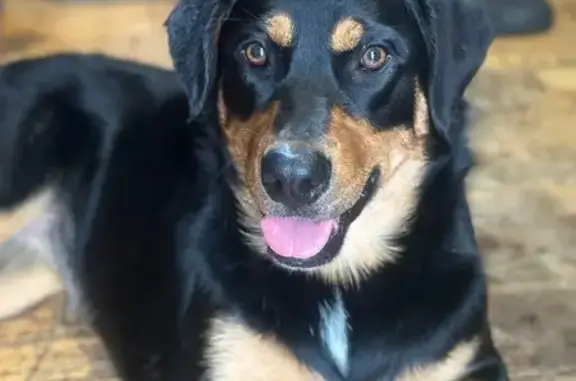 Lost Aussidor: Friendly Dog on La Casse Rd