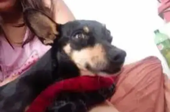 Animales perdidos , foto: ¡Ayuda a encontrar a Kenjy, perro perdido!