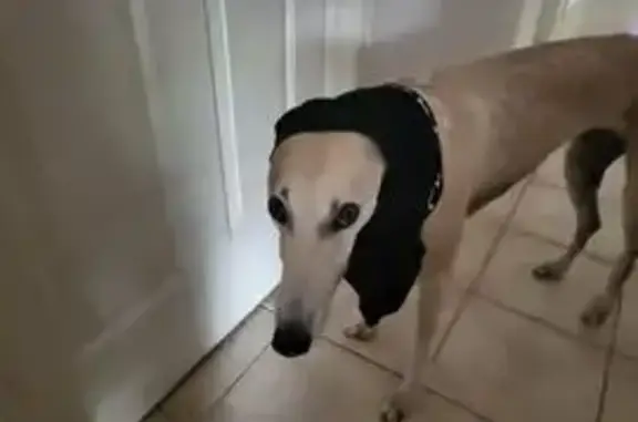 Lost Greyhound: Light Fawn, Black Markings