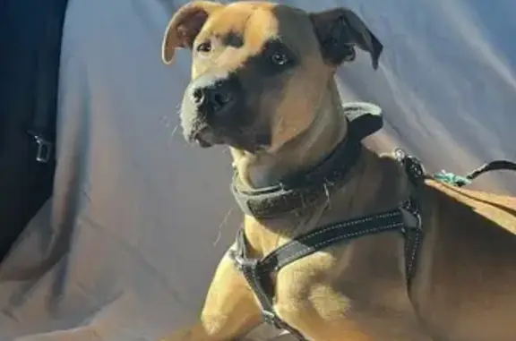 Lost Light Brown Dog in Pearl Valley