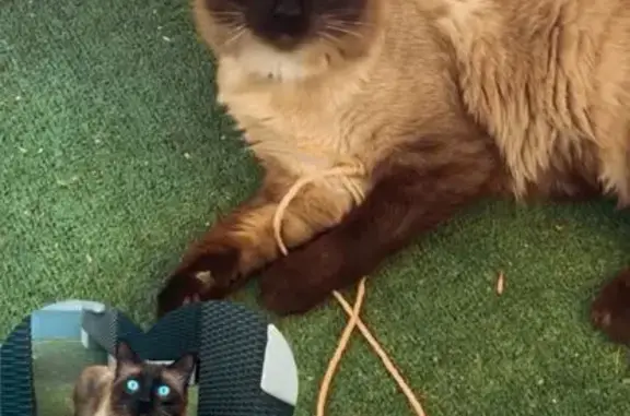 Siamés de Pelo Largo Perdido en Valverde