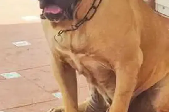 Perro Perdido en Fuerteventura...