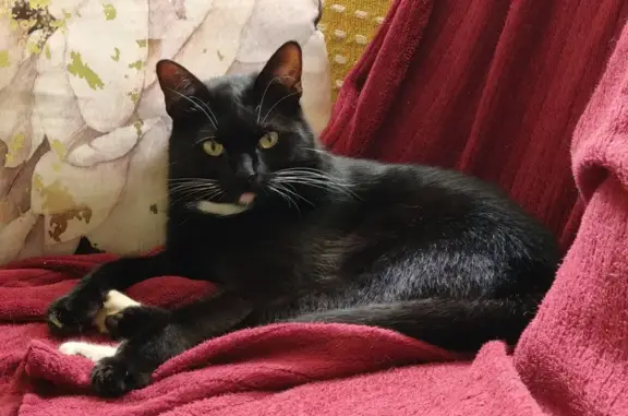 Lost Cat Hartjie: White Heart on Chest