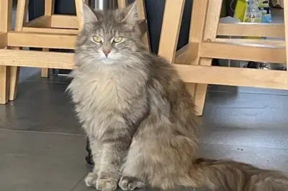 Chat perdu, , photo: Chatte grise perdue à Gilhac-et-Bruzac