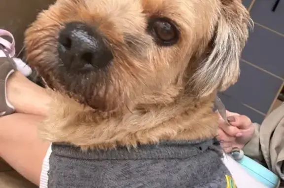 Perro Mestizo Pequeño Encontra...