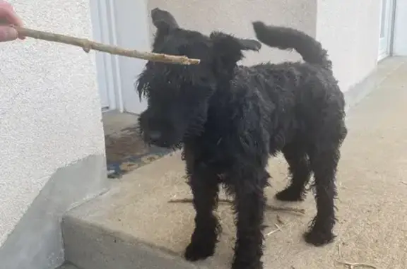 Animaux trouvés Poitiers, photo: Schnauzer noir trouvé, Rue du Général Catroux