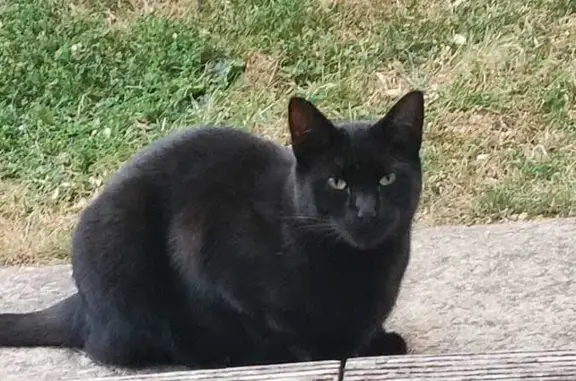 Missing Cat on Coppermill Lane!