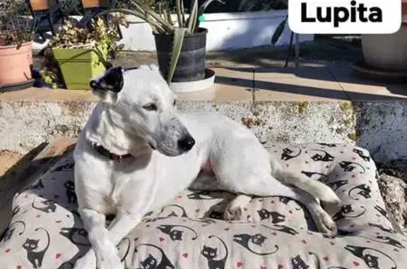 ¡Ayuda a encontrar a Lupita en...