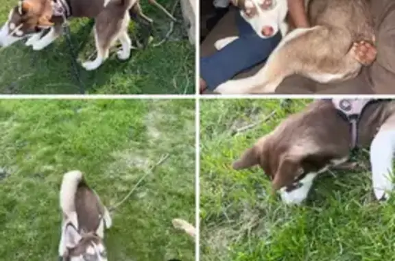 Lost Dog: Brown & White, Blue Eyes, Hammond