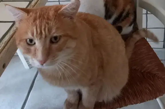 Chat perdu, Tarare, photo: Chat roux perdu à Tarare, non castré