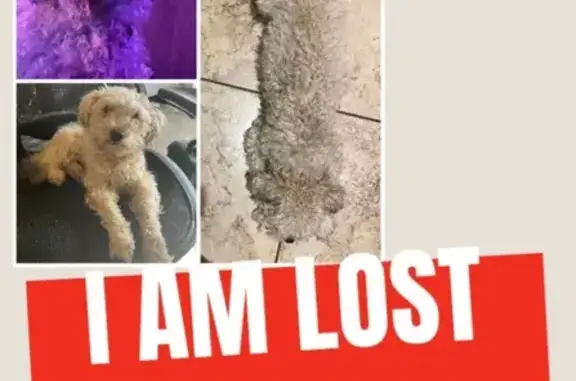 Lost Cream Dog: Needs Grooming - Las Vegas - photo