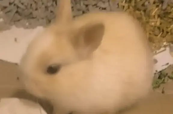 Lost pets Brimbank, photo: Lost Blue-Eyed Dwarf Rabbit in Brimbank