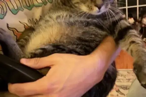 Lost Fat Cat: Skittish & Low-Bellied