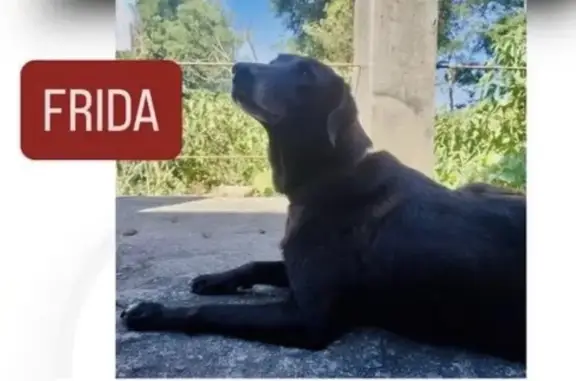 cachorro desaparecida