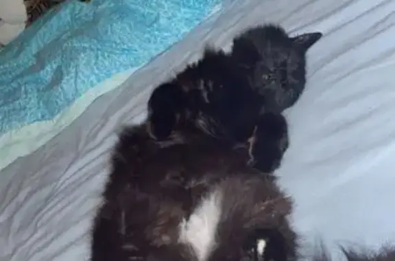 Lost Cat Nym: Shy, Black & White Beauty