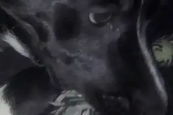 Lost Dog: Black with White Boots, Titusville