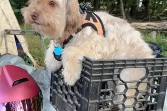 Missing dog , photo: Skittish Lost Dog in Revere Marsh Area
