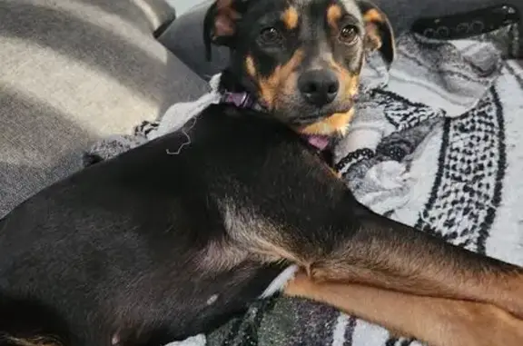 Lost and found pets Ocoee, photo: Found: Sweet Nervous Terrier Mix in Ocoee