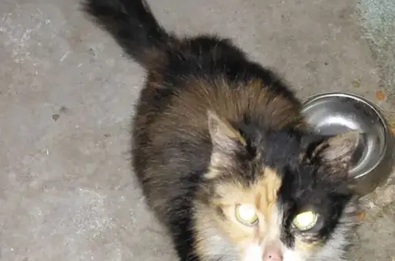 Help Find Marble: Stolen Calico Cat - photo