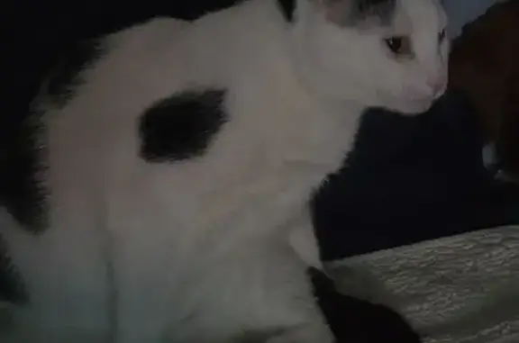 Missing cat , photo: Lost Cat: White with Black Spots - Pine St.