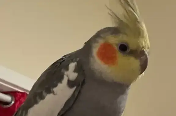 Lost and found pets California City, photo: Lost Cockatiel in East LA - Help Needed!