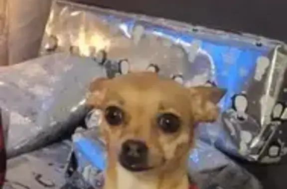 Lost Chihuahua in Pink - Cedar Grove