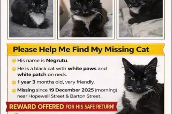 Help Find Negrutu: Missing Cat Alert!