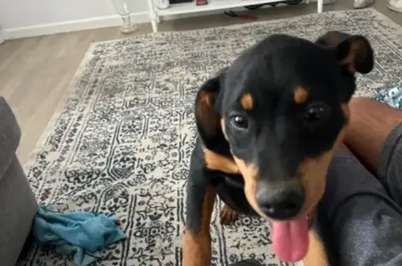 Friendly 1-Year-Old Dog Lost in Vereda Rosa