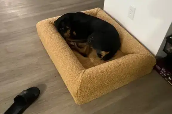 Lost Rottweiler: Friendly Female, 1 Year Old