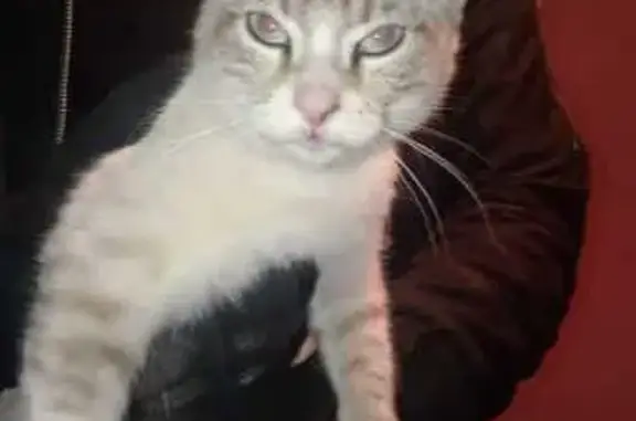 Búsqueda de mascotas, foto: Gato Juguetón y Cariñoso Perdido en Xochitenco