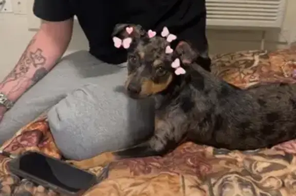 Missing dog Fort Worth, photo: Lost Dachshund-Chihuahua Mix in Fort Worth