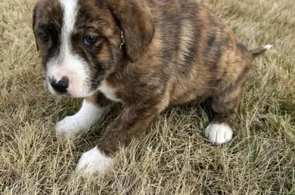 Found dog Arkansas City, photo: Adorable Puppy Found at Ouachita River Park