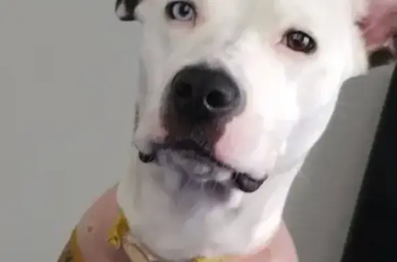 Lost: Boxer Pit Mix with Unique Eyes