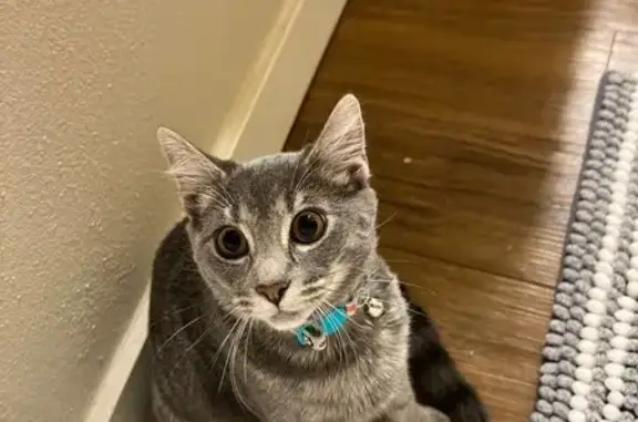 Missing cat Cabot, photo: Lost Gray Tabby: Silverado Court, Cabot