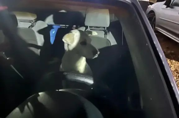 Lost Dog: White with Black Nose - Craft