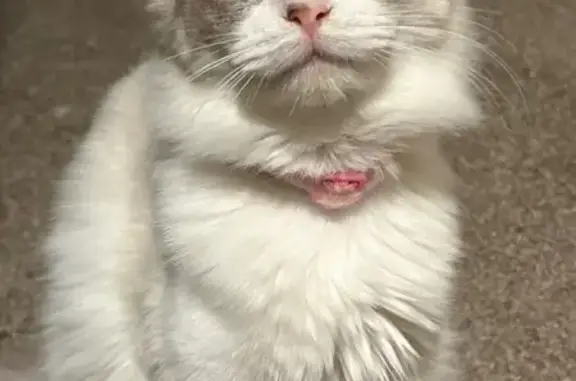 Missing cat Cabot, photo: Lost Cat: Gray/Brown, Pink Collar - Cabot