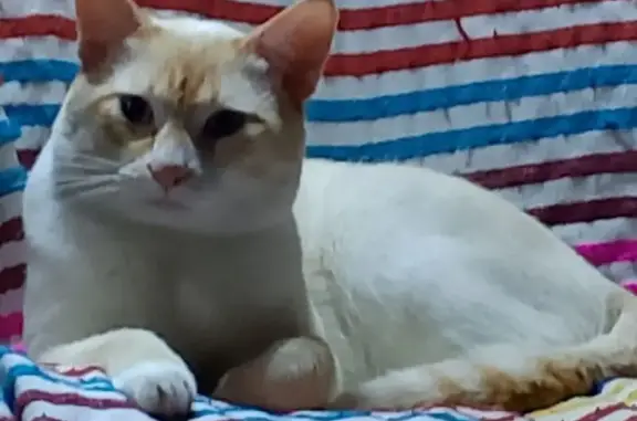 Búsqueda de mascotas, foto: Gato perdido: blanco y naranja, ojos azules