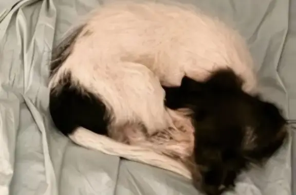 Missing dog Sydney, photo: Missing Choodle Puppy: Fyn in Sydney