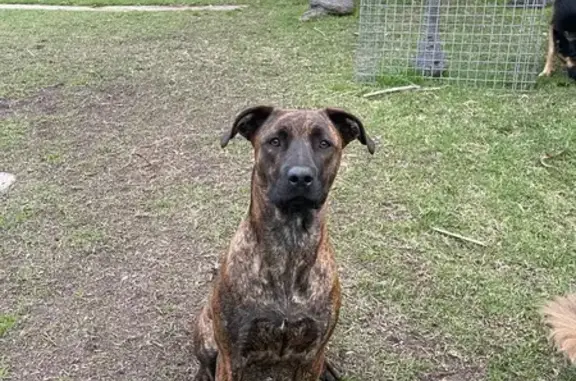 Lost pets Newcastle, photo: Lost Tiger-Striped Puppy on Maitland Rd
