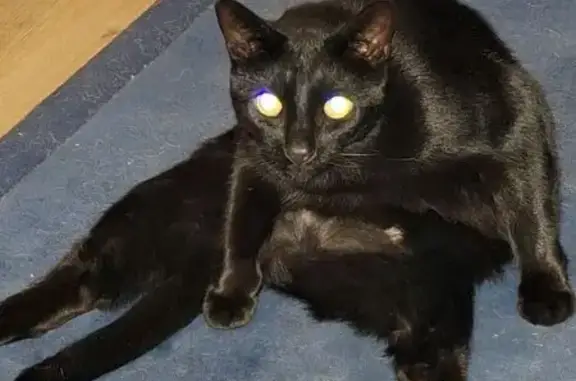 Lost Chubby Black Cat in Onkaparinga