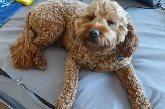 Lost Cavoodle: Rusty, Friendly & Unique