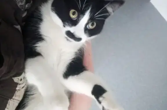Lost pets , photo: Lost Cat in Burnie: Friendly 'Moustache'