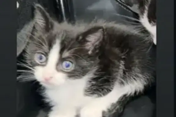 Lost Kitten: Black & White in Melbourne