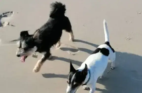 Lost Mini Foxie: Friendly & Adventurous