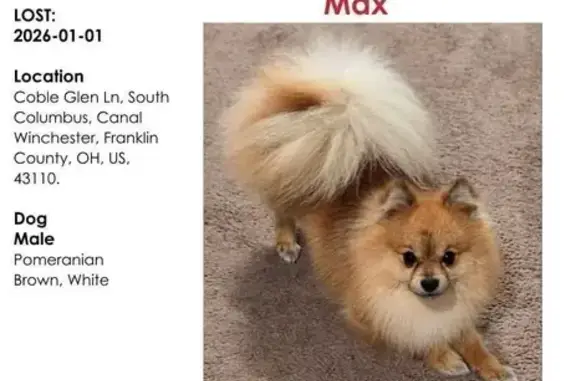 Lost Pomeranian: Help Find Coco!