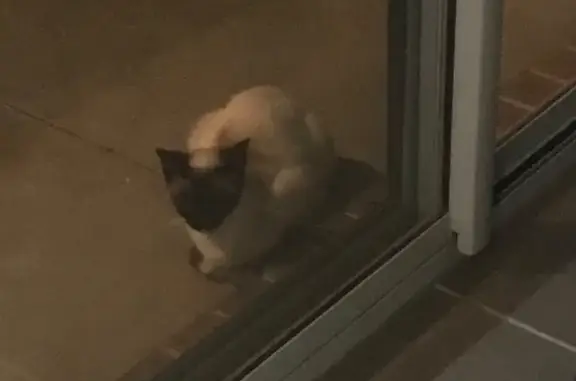 Found cat , photo: Found: Friendly Cat with Bright Blue Eyes